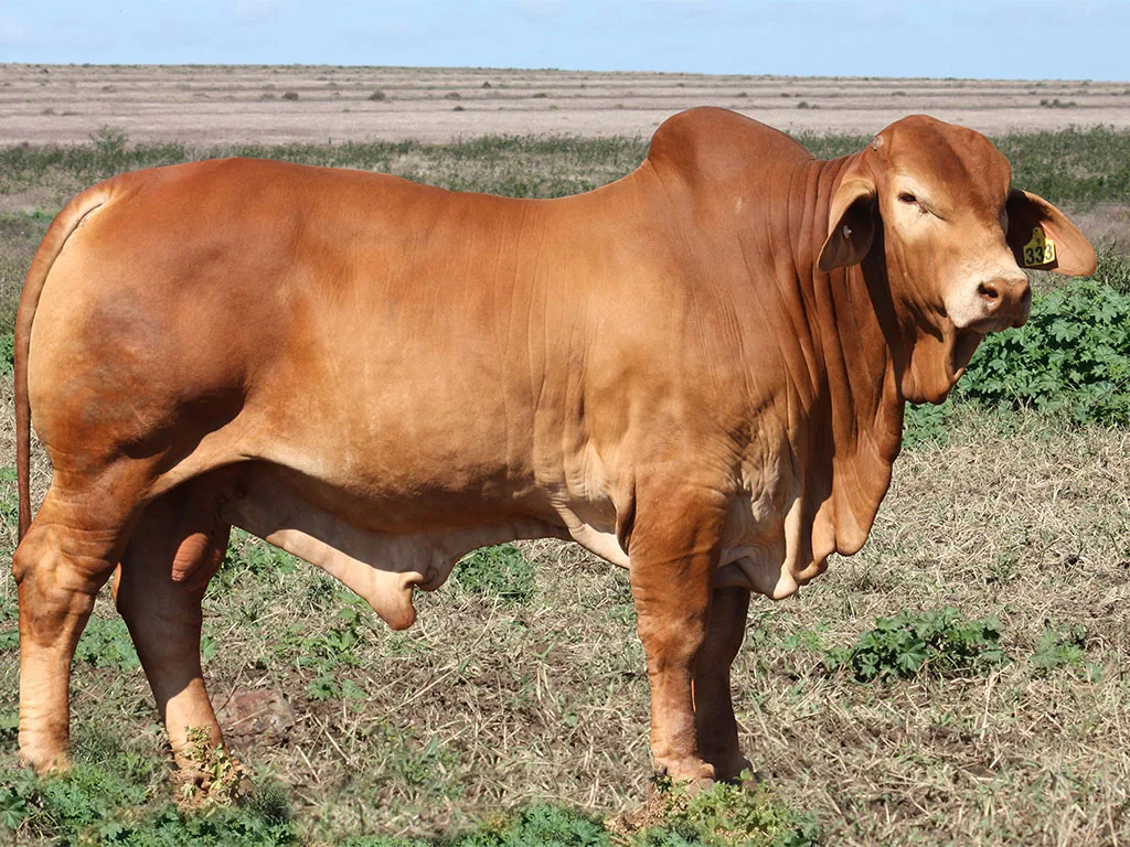 Lot-1-Minlacowie-Minlacowie-Youseff-9333-new