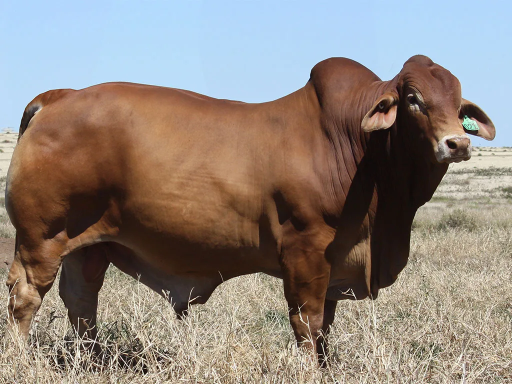 Lot-1-Wingfield-Quintain-3021