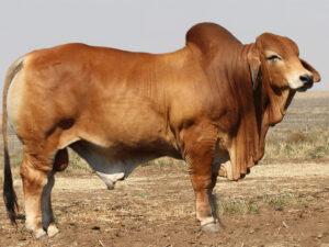 Minlacowie Barkley 77 (H)