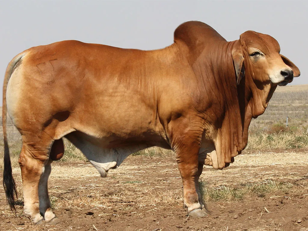 Lot-10-Minlacowie-Barkley-77-(H)