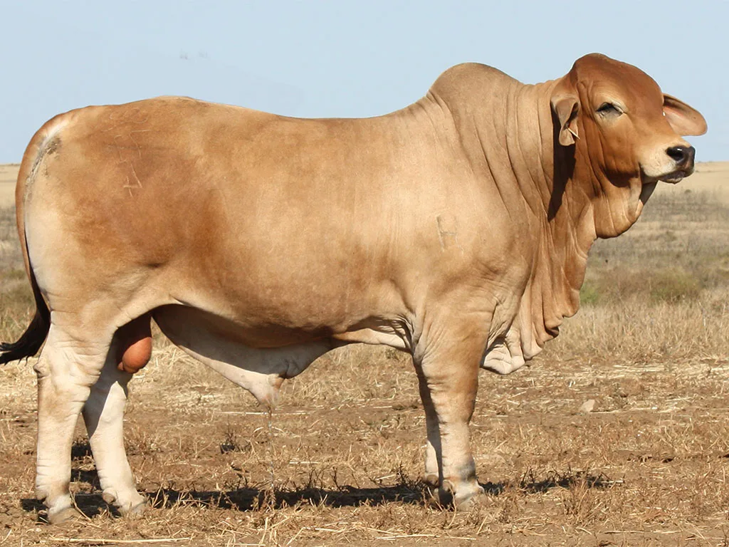 Lot-11-Minlacowie-Boston-71-(H)