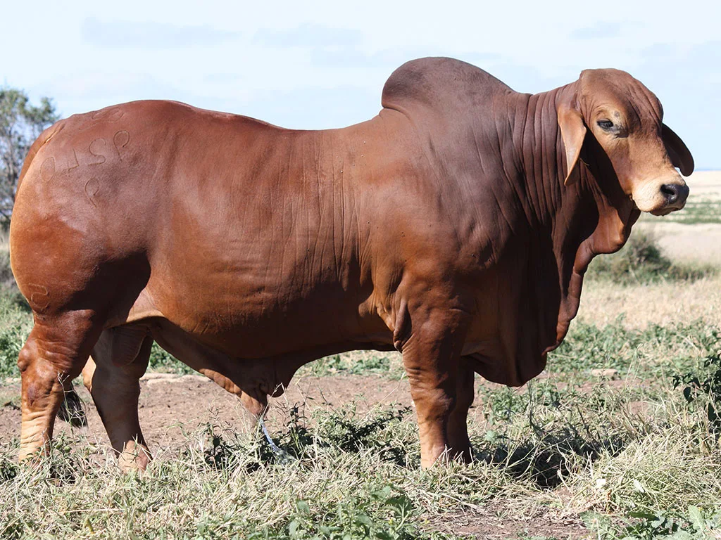 Lot-11-Minlacowie-Xaydan-9240