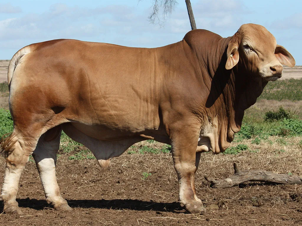 Lot-11-Minlacowie-Yosemite-9323