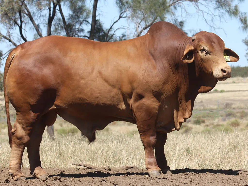 Lot-12-Minlacowie-Xalbador