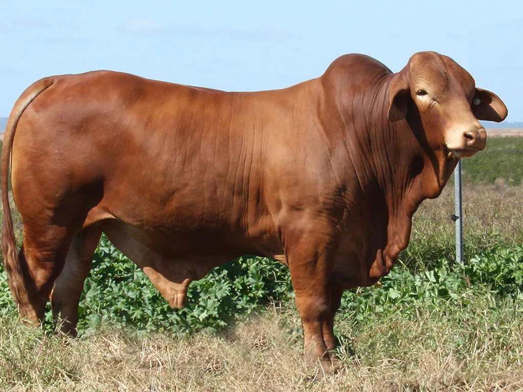 Lot-14-Minlacowie-Yago-1-0