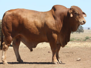 Wingfield Quigley 3065 (S) D3