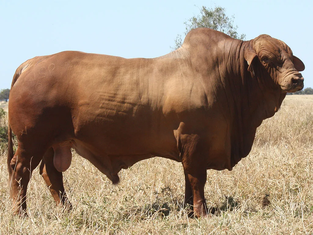 Lot-15-Minlacowie-Xadiel