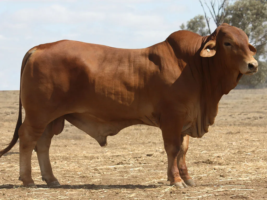 Lot-17-Minlacowie-Carlos-9997-(PP)-D3