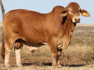 Minlacowie Alcaraz 9813 (H)