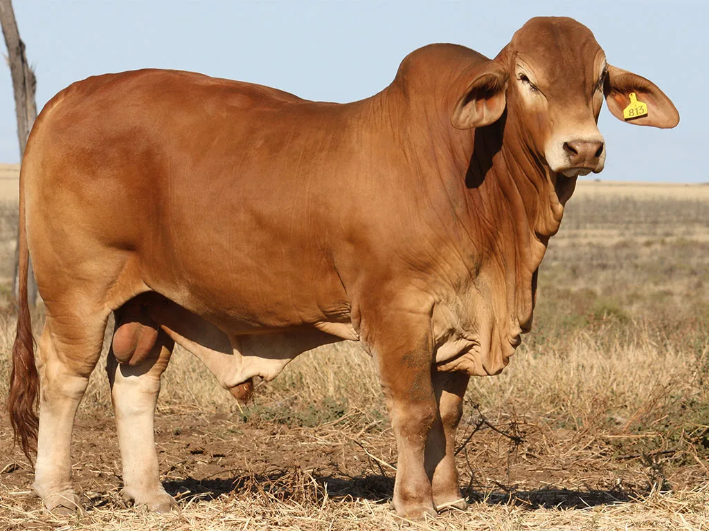 Lot-2-Minlacowie-Alcaraz-9813-(H)