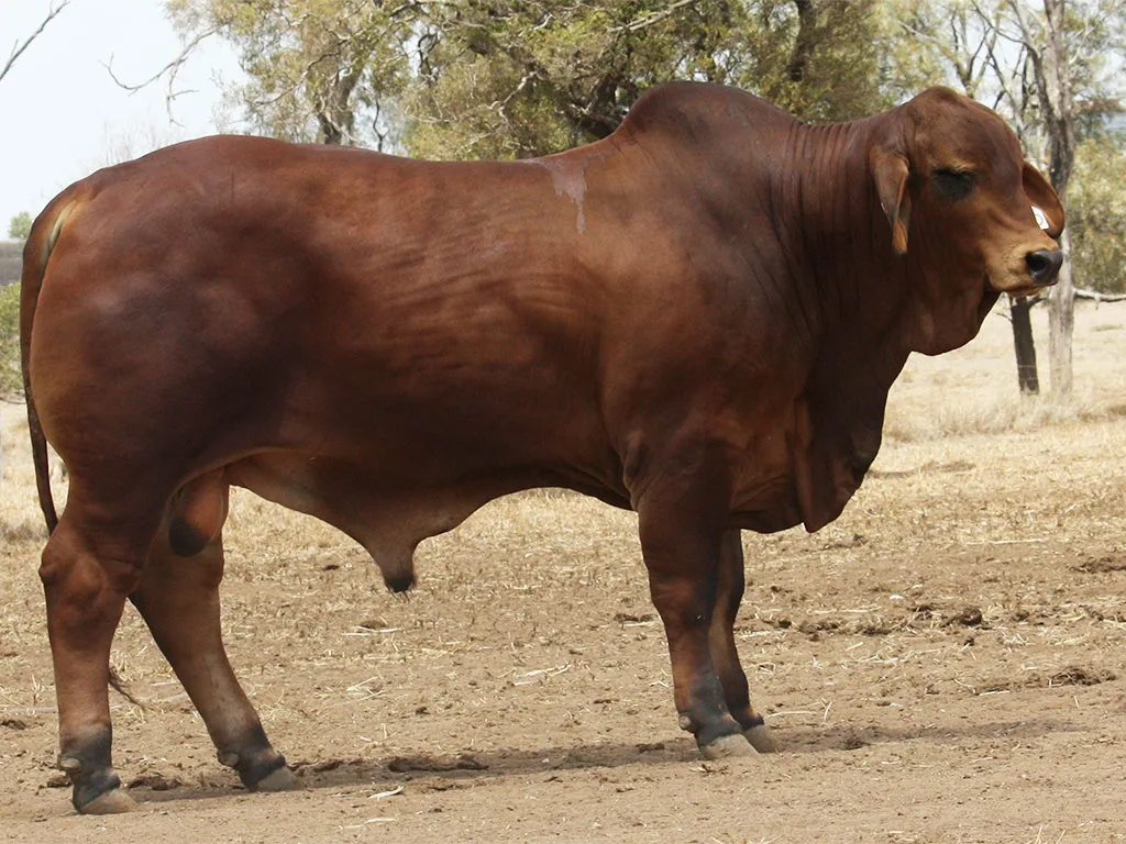 Lot-21-Minlacowie-Calderon-25-(PP)