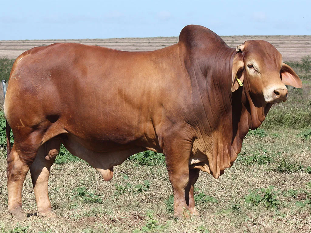 Lot-3-Minlacowie-Yardvark-9340