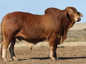 Minlacowie Barron 9884 (S)