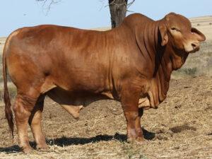 Minlacowie Buba 73 (P)