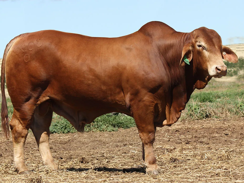 Lot-37-Remington-3099