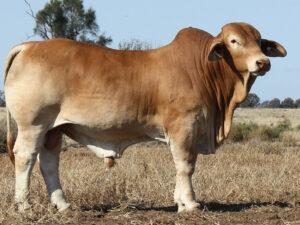 Minlacowie Barney 83 (PH)