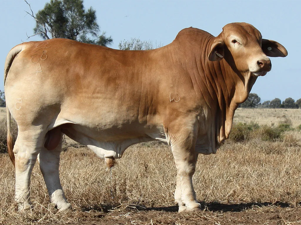 Lot-38-Minlacowie-Barney-83-(S)