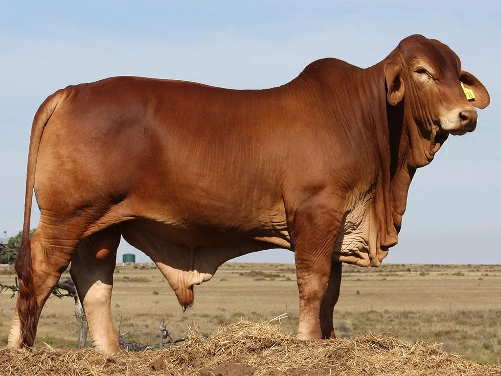 Lot-40-Minlacowie-Boots-9878-(PH)