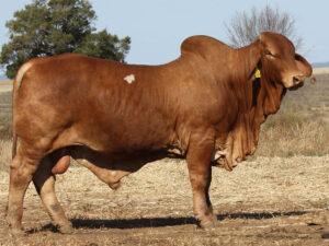 Minlacowie Bazooka 9944 (S)