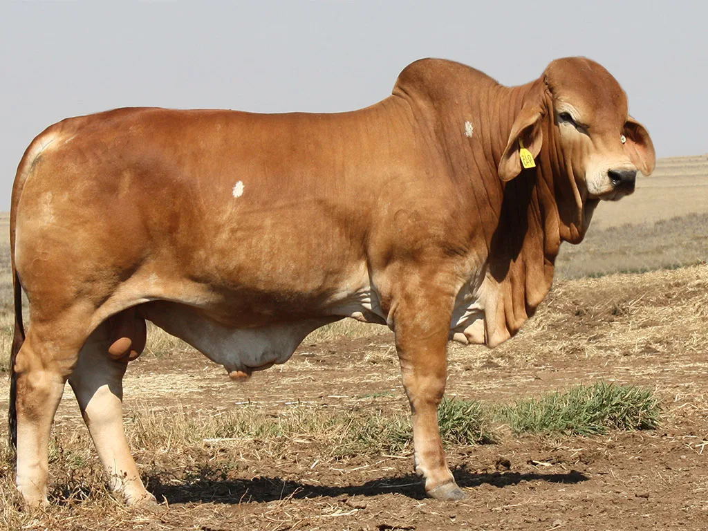 Lot-44-Minlacowie-Badger-9945-(S)