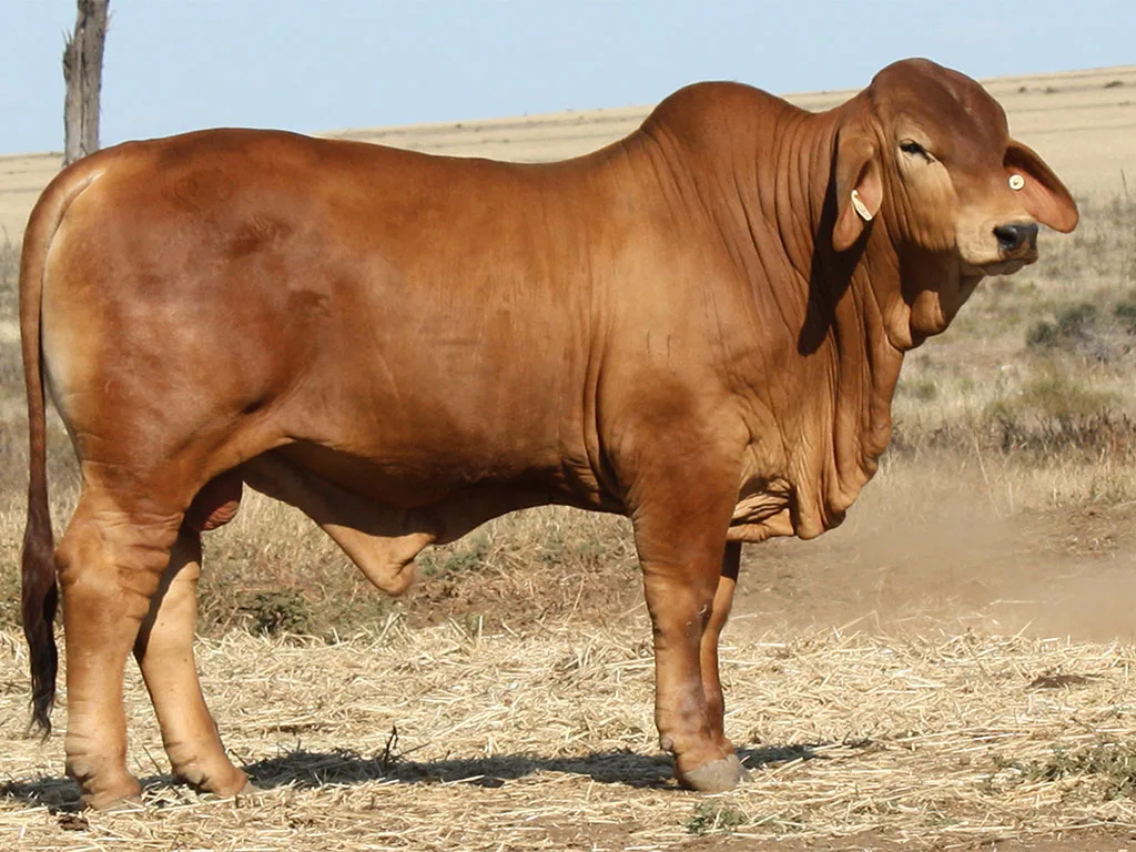 Lot-45-Minlacowie-Branagan-69-(PH)