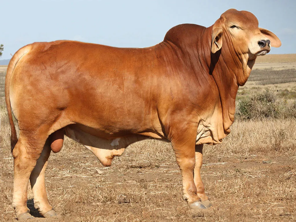 Lot-46-Minlacowie-Beaver-84-(PP).jpg-new