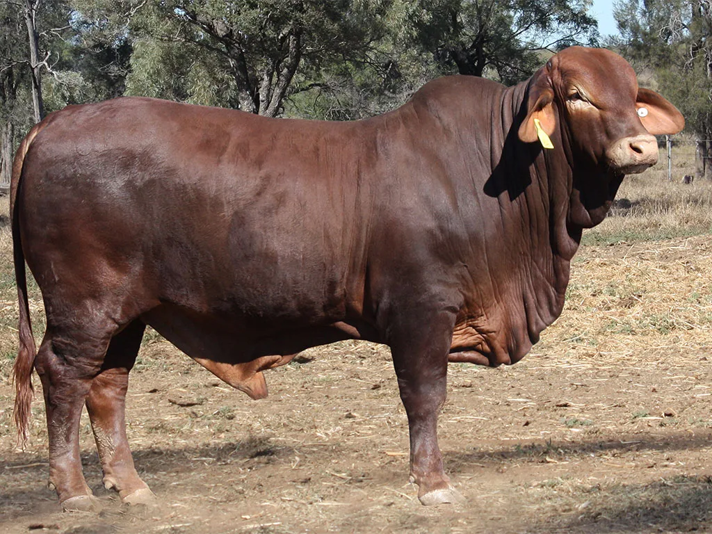 Lot-47-Minlacowie-Captain-10048-(PH)