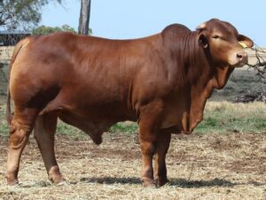 Minlacowie Barnaby 9772 (P) D5