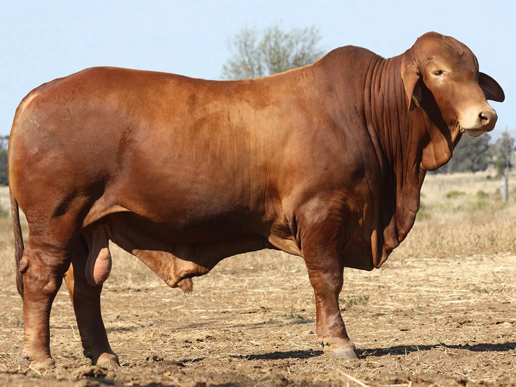 Lot-5-Minlacowie-Bart-(PH)