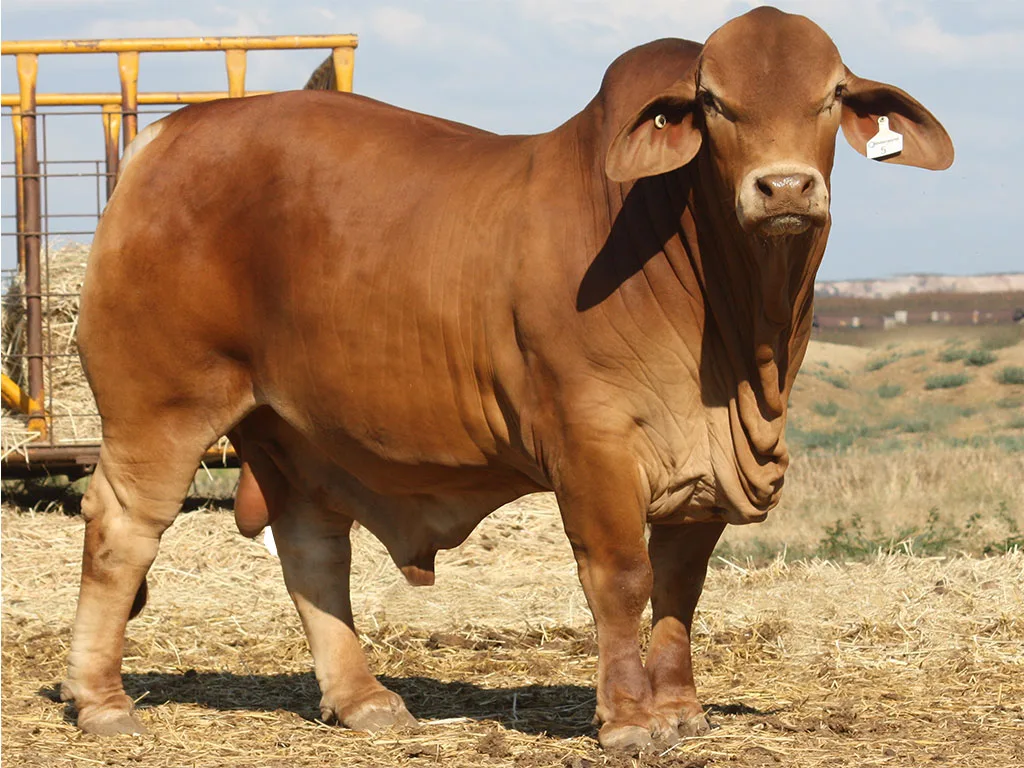 Lot-5-Minlacowie-Xylos-9210