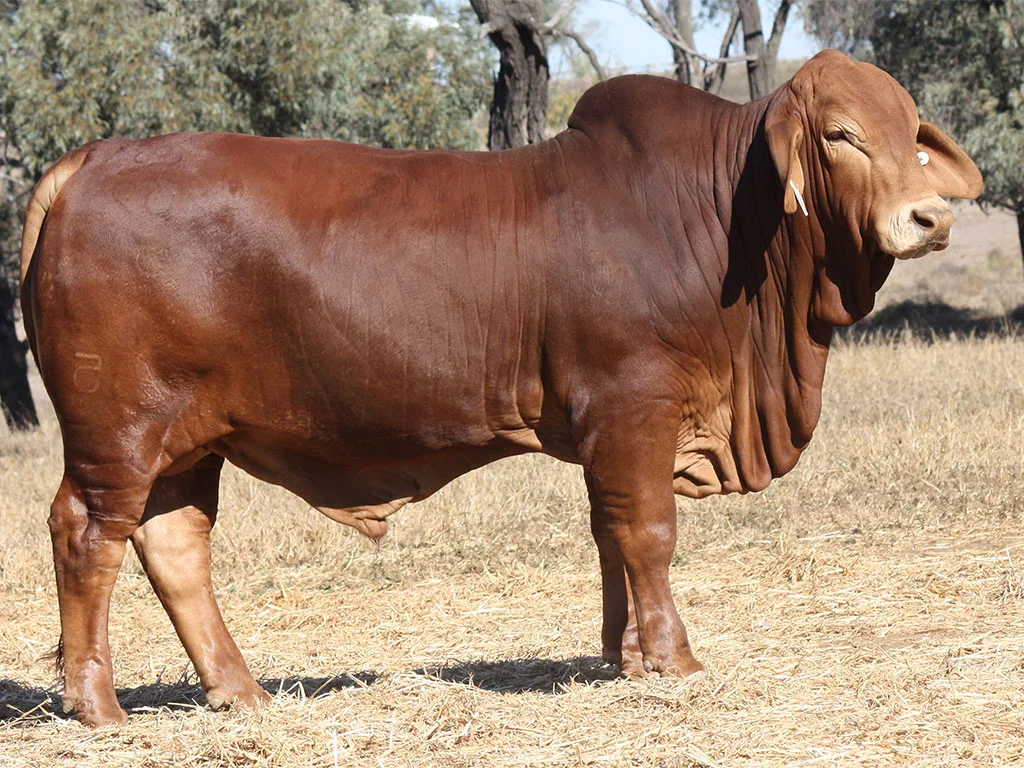 Lot-50-Minlacowie-Chizar-39-(PH)