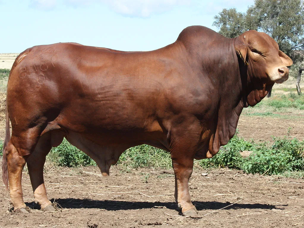 Lot-6-Minlacowie-Yogi-9345