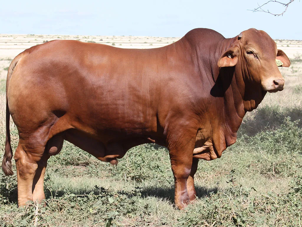 Lot-68-Minlacowie-Xylen