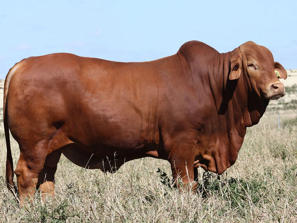 Lot-69-Minlacowie-Xaine-9246