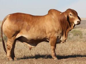 Minlacowie Barnaby 9842  (S) D2