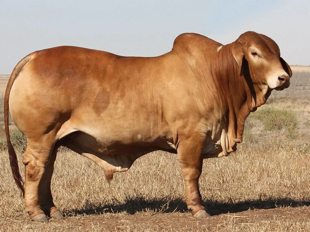 Lot-7-Minlacowie-Barnaby-9842-(S).jpg-new