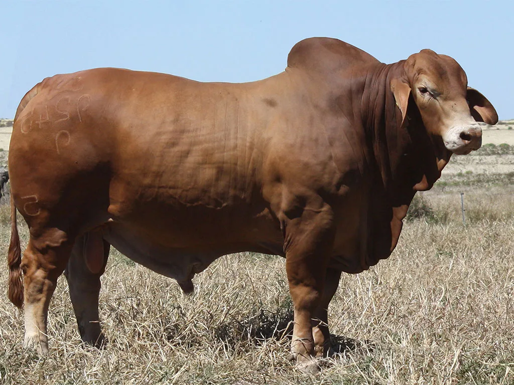 Lot-7-Minlacowie-Xyon-9245