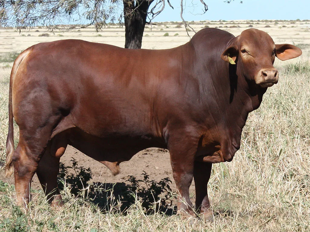 Lot-70-Minlacowie-Xave-9256