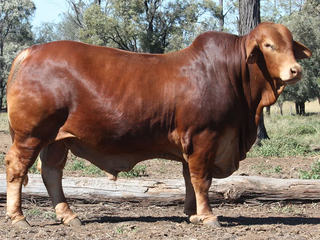 Lot-72-Minlacowie-Xaden-9302