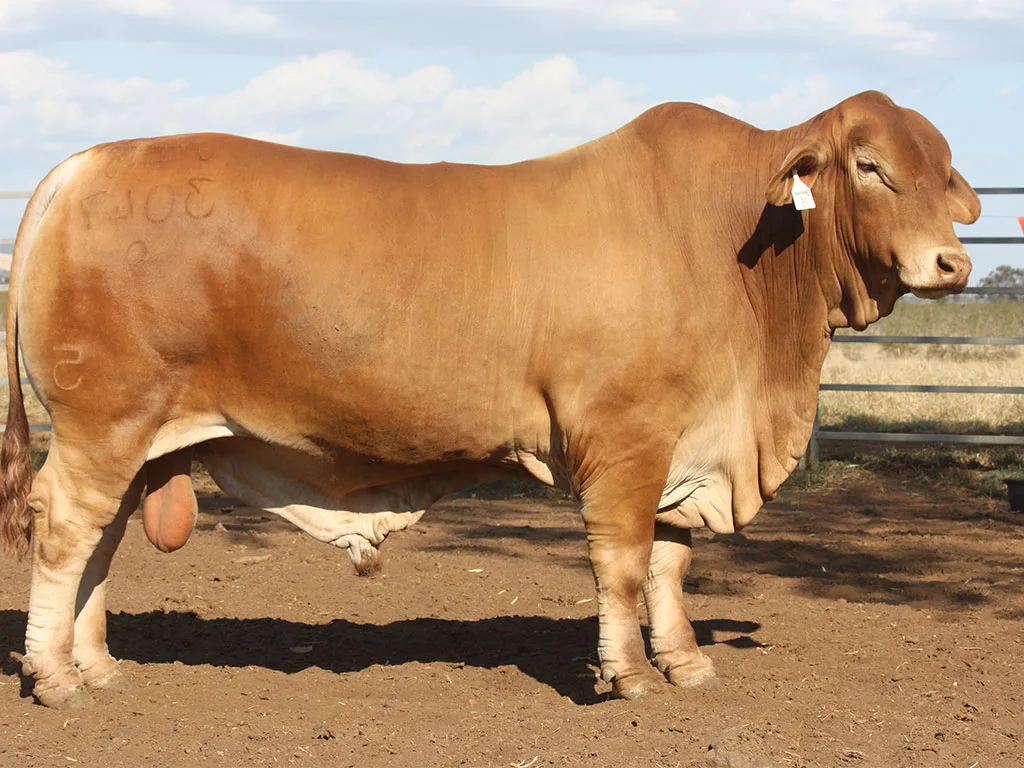 Lot-73-Wingfield-Quadir-3047