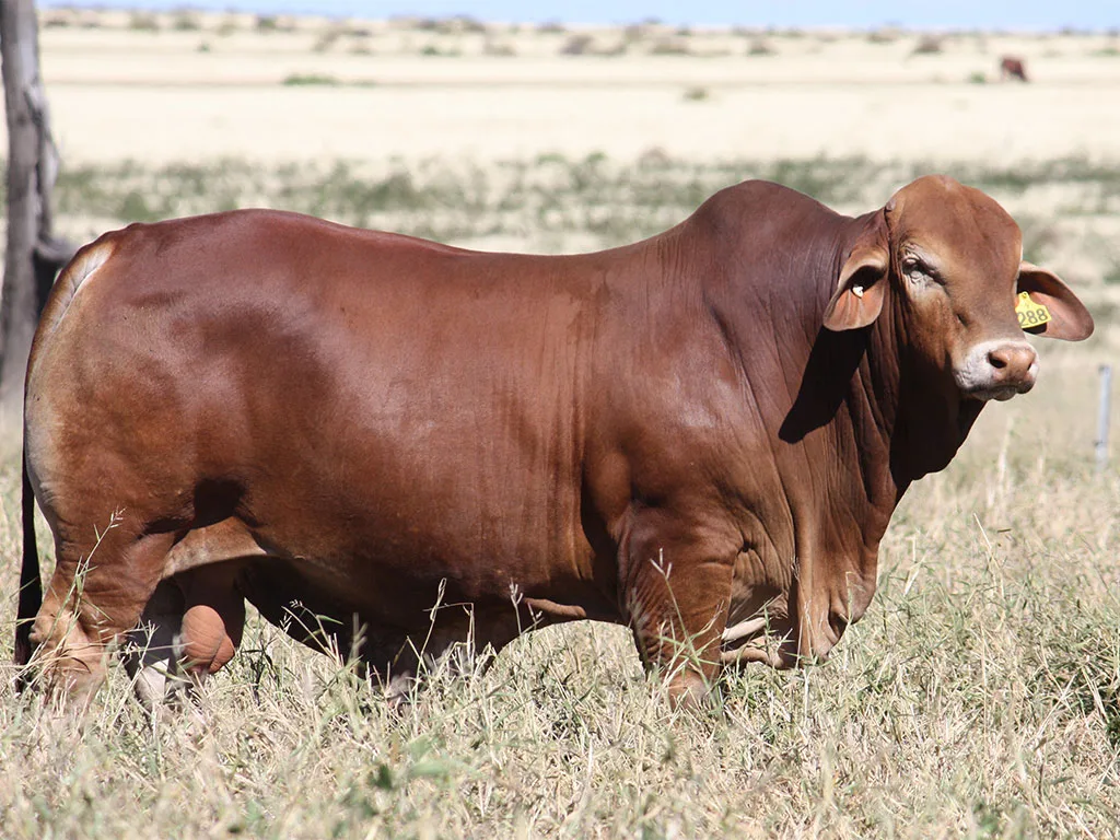 Lot-74-Minlacowie-Xabi-9288