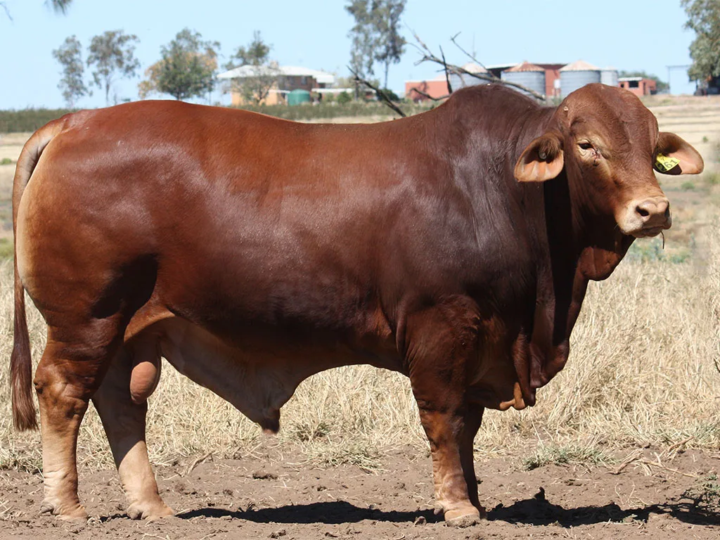 Lot-75-Minlacowie-Xayn-9261