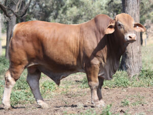 Minlacowie Xalvador (P) Herd Bull