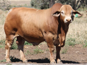 Wingfield Quade 3064 (S) D5