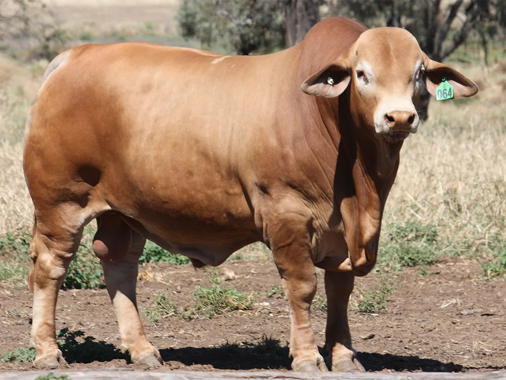 Lot-77-Wingfield-Quade-3064