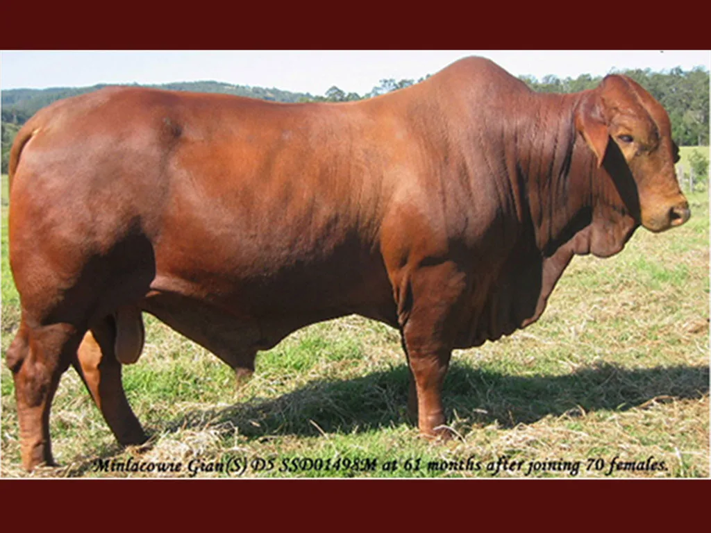 Minlacowie-Gian-Feb-2006